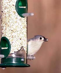 Tufted Titmouse