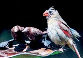 Bald Cardinal 