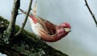 Purple Finch