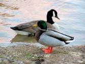 Mallard & Goose BS