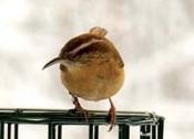 Carolina Wren c
