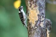 BarkButter_Nuttall'sWoodpecker_YL5T9345