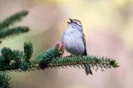 Sparrow, chipping - singing on spruce