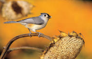 Tufted Titmouse