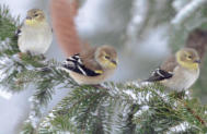 Goldfinches